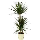 Oasis of Life Dracaena Marginata drakenboom 120cm Ø21cm kamerplant groene plant potpflanze