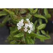 GRDplanten 2 x Viburnum burkwoodii - Sneeuwbal 40- 60 cm in pot