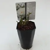 Arie bouman Struikroos Rosa Helga