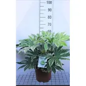 GRDplanten Fatsia jap. 'Spider's Web' - Vingerplant 60- + cm in pot