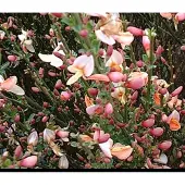 GRDplanten Cytisus (p) 'Zeelandia' - Brem , Geitenklaver 60- 80 cm in pot