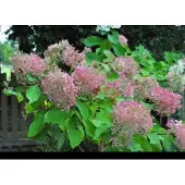 GRDplanten Hydrangea pan. 'Phantom' - Pluimhortensia 60- 80 cm in pot