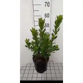 GRDplanten Arbutus unedo 'Compacta' - Aardbeiboom 30- 40 cm in pot