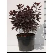 GRDplanten Cotinus cogg. 'Royal Purple' - Pruikenboom 60- 80 cm in pot