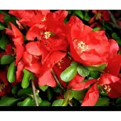 GRDplanten Chaenomeles sup. 'Texas Scarlet' - Sierkwee 30- 40 cm in pot