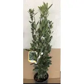 GRDplanten Laurus nobilis - Laurier 25-30 cm in pot