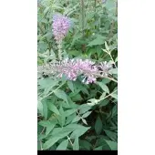 GRDplanten Buddleja 'Argus Velvet' - Vlinderstruik 40- 60 cm in pot