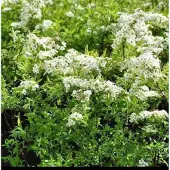 GRDplanten Spiraea arguta - Spierstruik , Sneeuwspirea 60- 80 cm in pot