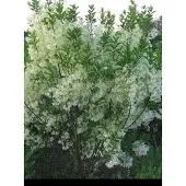 GRDplanten Chionanthus virginicus - Sneeuwvlokkenboom, Sneeuwvlokkenstruik 30- 50 cm in pot