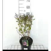 GRDplanten Syringa hybr. 'Josee' - Dwergsering, Sering, 30- 40 cm in pot