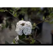 GRDplanten Viburnum burkwoodii - Sneeuwbal 50- 60 cm in pot