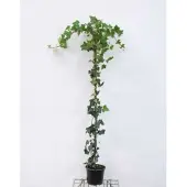 GRDplanten Hedera hibernica - Ierse Klimop , Atlantische Klimop,125-150 cm | pot