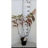 GRDplanten Hydrangea pan. 'Candlelight' - Pluimhortensia 40- 50 cm in pot