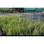 GRDplanten 2 x Lavandula int. 'Dutch' - Lavendel In pot 2 liter