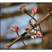GRDplanten Viburnum bodn. 'Dawn' - Sneeuwbal 50- 60 cm in pot