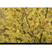 GRDplanten Hamamelis int. 'Arnold Promise' - Toverhazelaar 60- 80 cm in pot