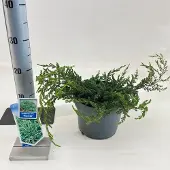 GRDplanten Juniperus comm. ‘Repanda’ - Jeneverbes | 20-25 cm pot