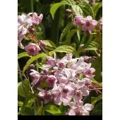 GRDplanten Deutzia hybr. 'Mont Rose' - Bruidsbloem 60- 80 cm in pot