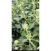 GRDplanten Hedera helix 'Arborescens' - Struikklimop 50- 60 cm in pot