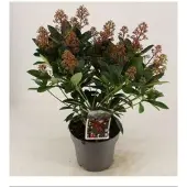 GRDplanten Skimmia jap. 'Rubella' - Skimmia 30- + cm in pot