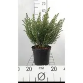 GRDplanten Prostanthera cuneata - Australische Munt , Muntstruik 20- 25 cm in pot