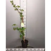 GRDplanten Hydrangea anomala 'Petiolaris' - Klimhortensia 50-60 cm | pot