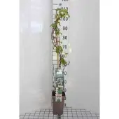 GRDplanten Hydrangea anomala 'Petiolaris' - Klimhortensia 80-100 cm | pot
