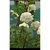 GRDplanten Viburnum op. 'Roseum' - Gelderse Roos 40- 60 cm in pot