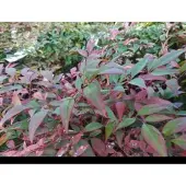 GRDplanten Nandina dom. 'Obsessed' - Hemelse Bamboe 25- 30 cm in pot