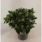 GRDplanten Skimmia jap. 'White Globe' - Skimmia 40- + cm in pot