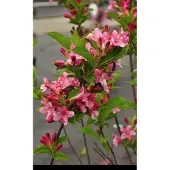 GRDplanten Weigela hybr. 'Rosea' - Weigela, Weigelia 50- 60 cm in pot