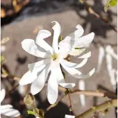 GRDplanten Magnolia stellata - Stermagnolia 60- 80 cm in pot