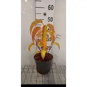 GRDplanten Stachyurus praecox (japonicus) - Staartaar 40- 50 cm in pot