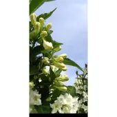 GRDplanten Weigela hybr. 'Candida' - Weigela, Weigelia 50- 60 cm in pot