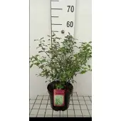 GRDplanten Pittosporum tenuifolium - Australische Laurier 30- 40 cm in pot