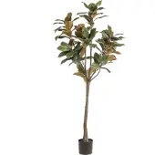 Emerald Magnoliaboom h150cm groen