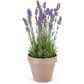 Daan Kromhout SILK LAVENDER PURPLE POT TERRA L 32X32X53CM