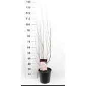 GRDplanten Tamarix tetrandra ( africana) - Tamarisk 60- 80 cm in pot