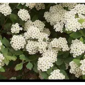 GRDplanten Spiraea vanhouttei - Spierstruik 40- 60 cm in pot