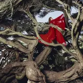V2 Red Eye Nested in Tangles