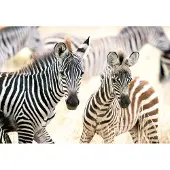 Castorland puzzel Young Zebras - 1000 stukjes legpuzzel.
