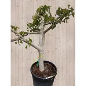 Warentuin Collection Vijg XXL dikke stam h180 cm Ficus