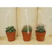 Warentuin Collection 3 stuks! Kamerplant cactus mini laag Cactaceae