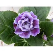 Warentuin Collection Gloxinia paars kamerplant