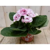 Warentuin Collection Gloxinia roze kamerplant