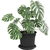 vidaXL Ronde bloemenschalen 24 pcs Zwart Ø 14 x 2 cm Kunststof