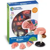 Learning Resources Anatomy Model - Brain - 3+