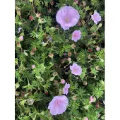 Brandless 6x Bloedooievaarsbek - Geranium Sanguineum Striatum | 9x9 cm pot