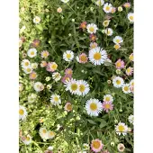 Brandless 6 x *Erigeron karvinskianus* - Muurdasje in pot, 9 x 9 cm