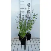 GRDplanten 6x Steentijm - Calamintha nep. 'Blue Cloud' | 9x9 cm pot